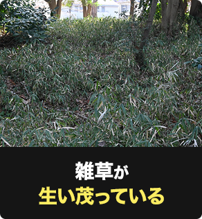 雑草が生い茶っている
